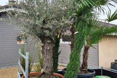 Chargement pour chantier de plantation